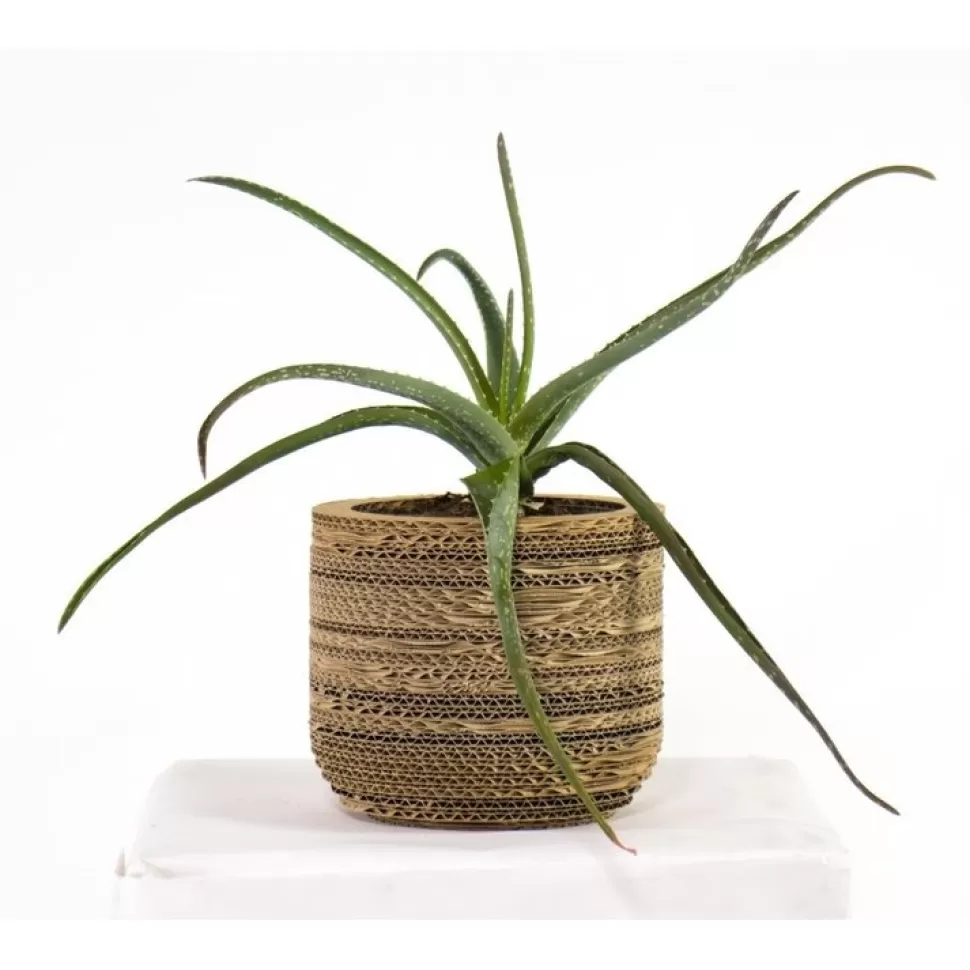 KarTent Beursstand^Kartonnen Plantenpot Ficus